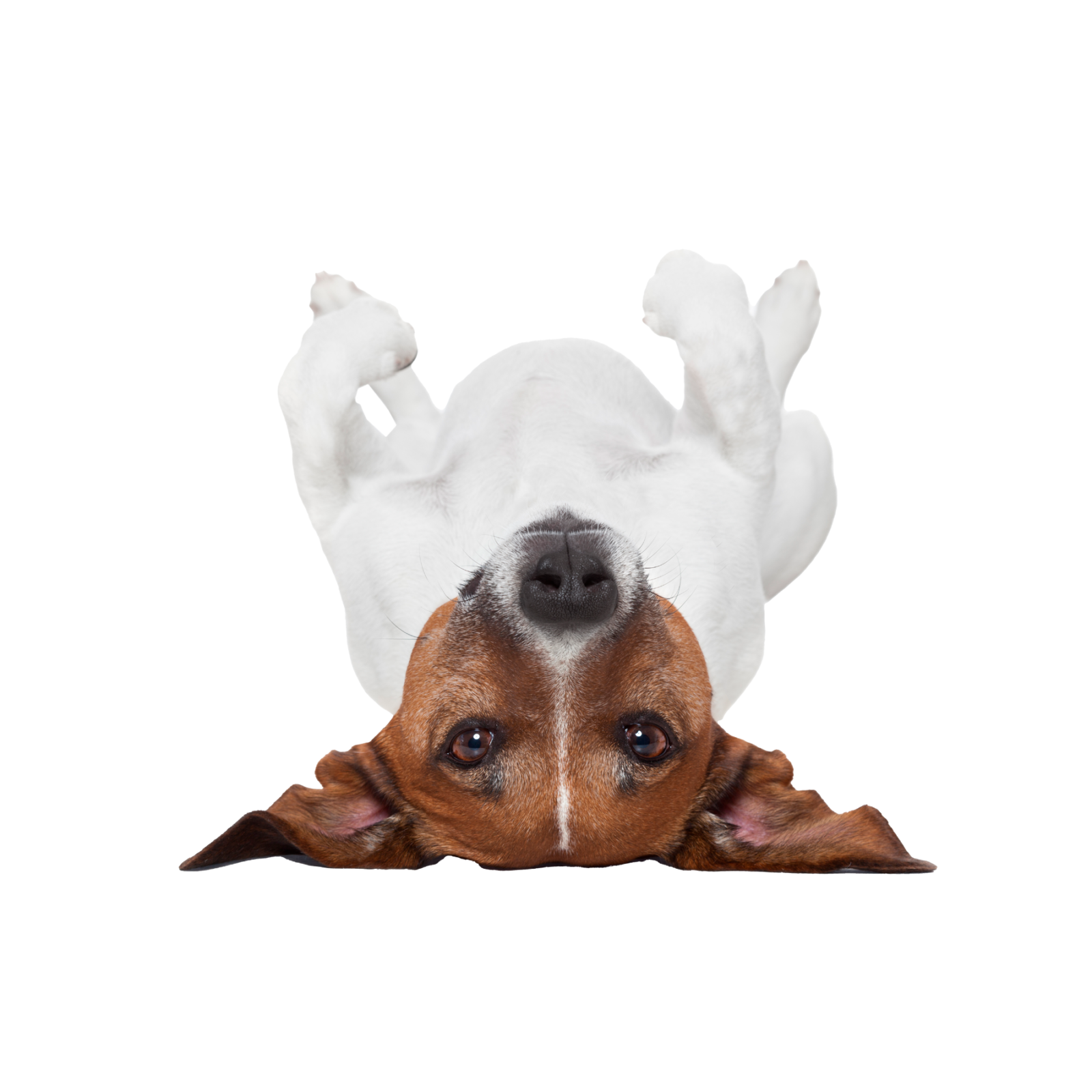 Focus | Microencapsulated Sodium Butyrate - Evviva Pet Focus | Microencapsulated Sodium Butyrate - Evviva Pet